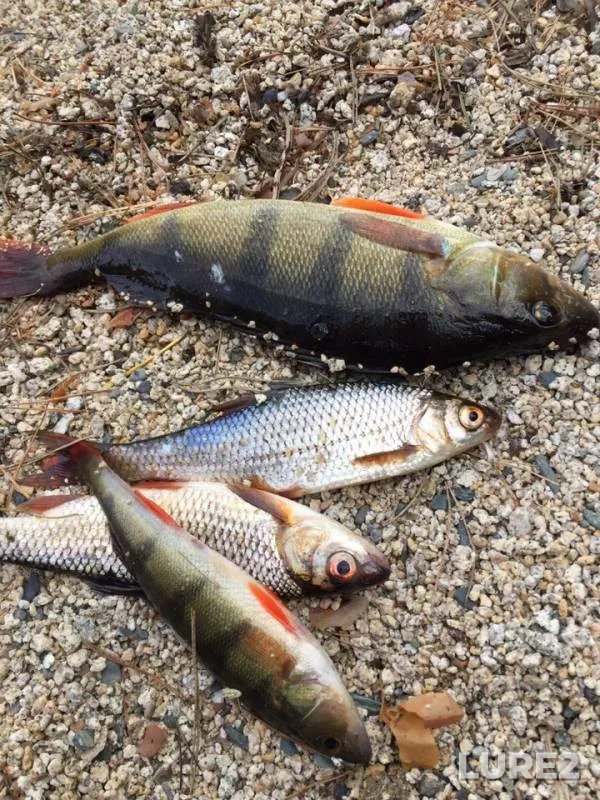 Perch — Turgoyak, Jun 16, 2019