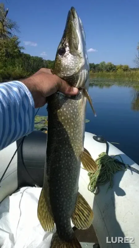 Pike — Saratovskaya oblast, Sep 16, 2019