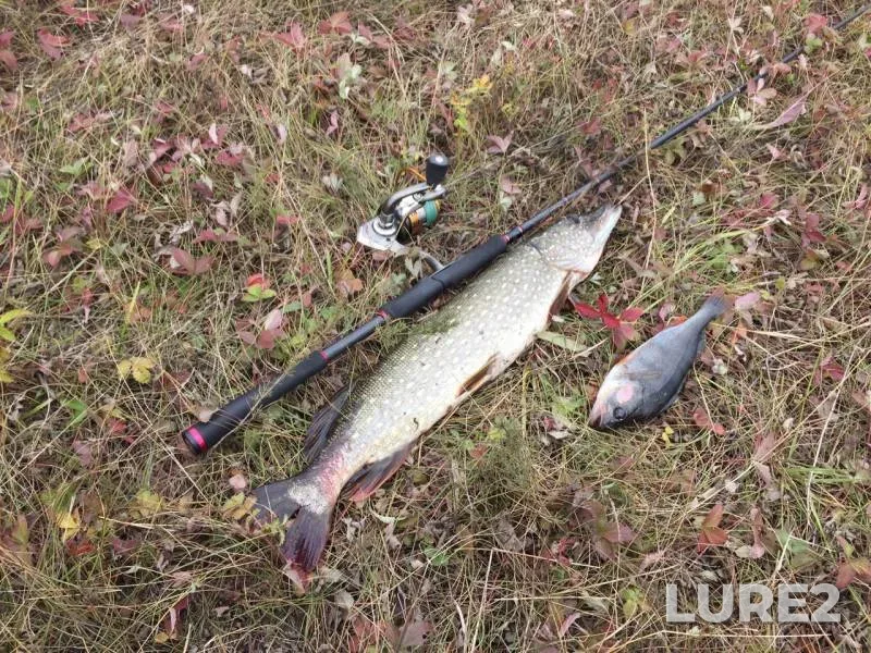 Perch, Pike — Pizyayevka, Sep 25, 2019
