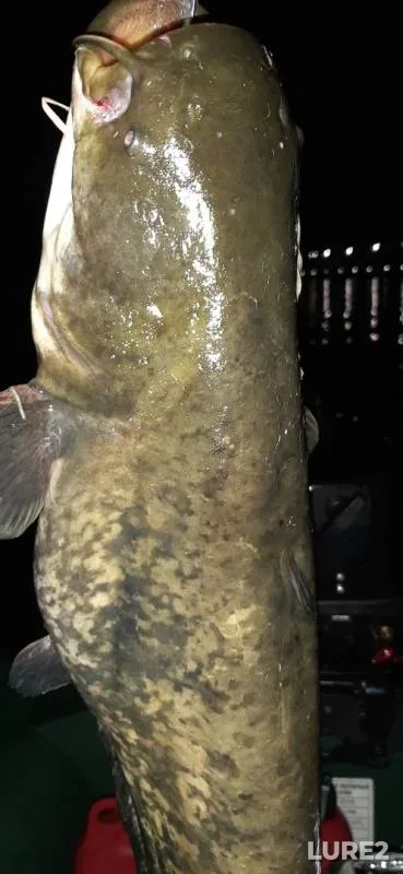 Wels catfish — Volga, Oct 03, 2019