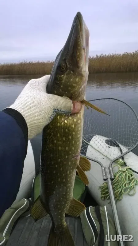 Pike — Dubyashka, Nov 09, 2019