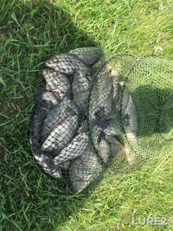 Crucian carp — Malyye Irdyagi, Jun 12, 2019