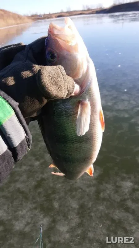 Perch — Filimoshka, Nov 25, 2019