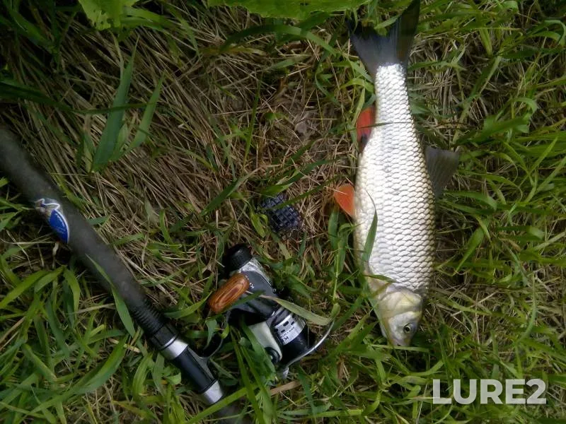Chub — Vorona, May 15, 2019
