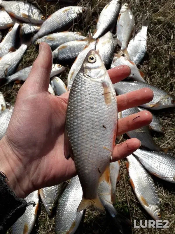 Roach — Elbak-Kul, Apr 27, 2019