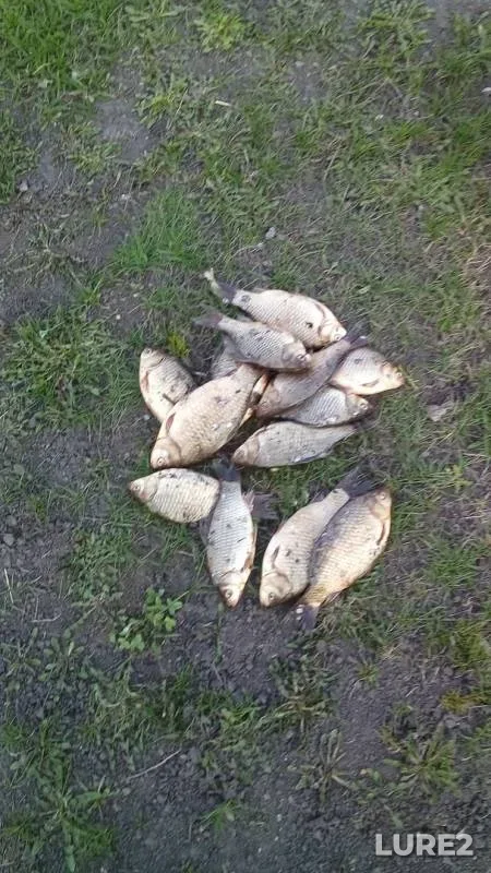 Crucian carp — Lipetskaya oblast, Apr 21, 2019
