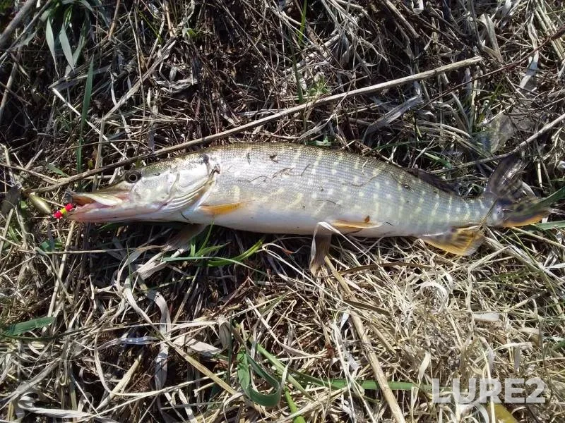 Pike — Bystraya Sosna, Apr 21, 2019