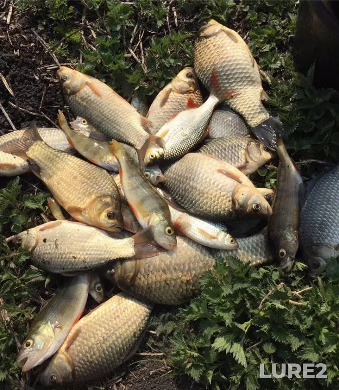 Crucian carp, Perch — Lipetskaya oblast, Apr 26, 2019