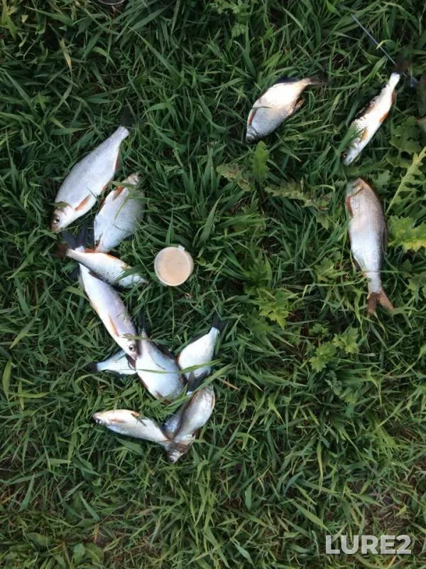 White bream — Don, Apr 27, 2019