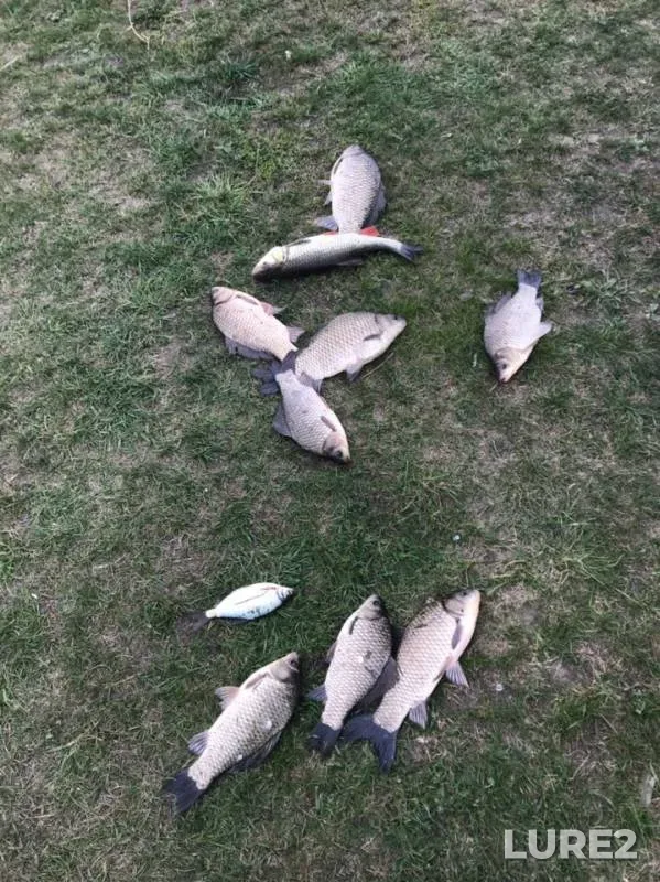 Crucian carp — Don, May 01, 2019