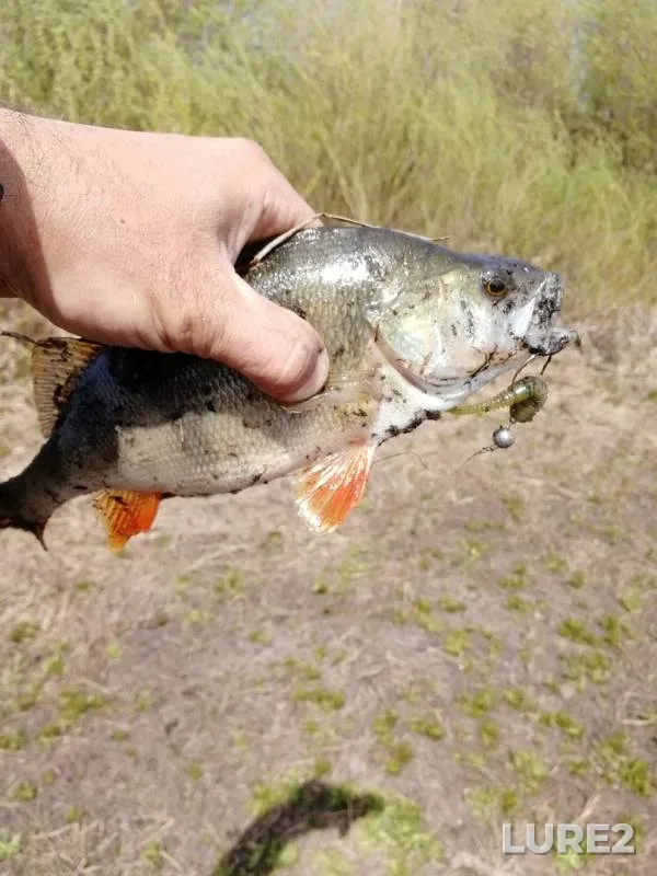 Perch — Sukhoy Semenek, May 02, 2019
