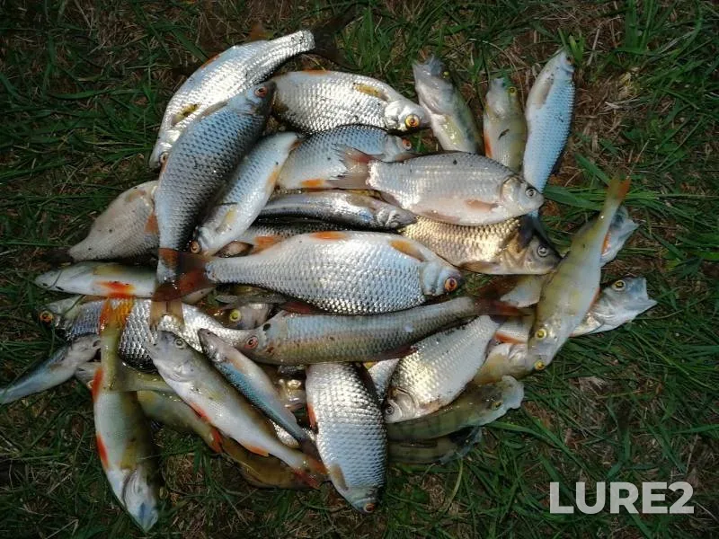 Perch, Roach — Lipetskaya oblast, May 06, 2019