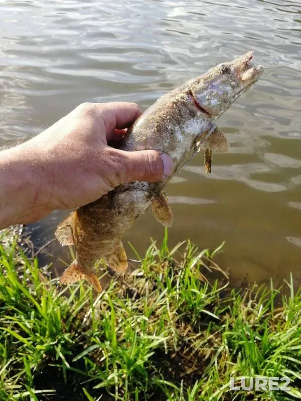 Pike — Bystraya Sosna, May 07, 2019