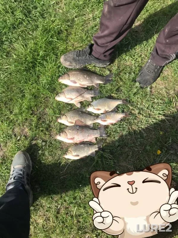 Crucian carp, White bream — Don, May 09, 2019