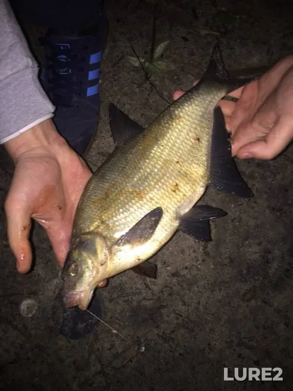 Bream — Voronezh, May 12, 2019