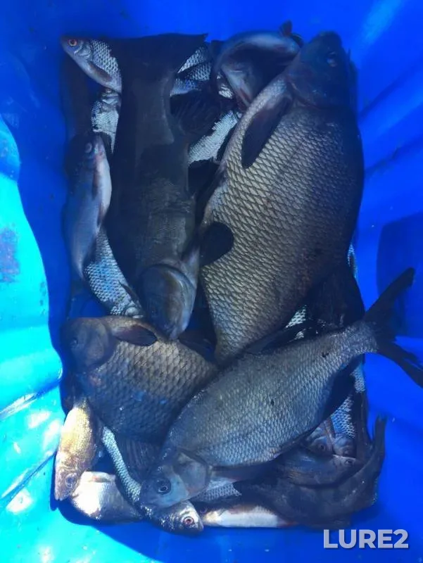 Bream, Crucian carp — Selizharovka, Apr 17, 2016