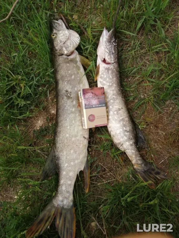 Pike — Lesnyye Lokottsy, May 13, 2019