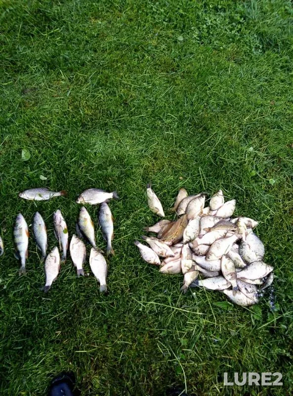 Crucian carp, Perch — Lipetskaya oblast, May 16, 2019
