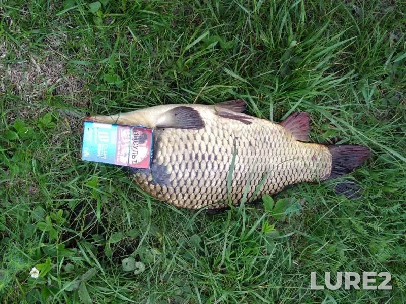 Carp — Lipetskaya oblast, May 16, 2019