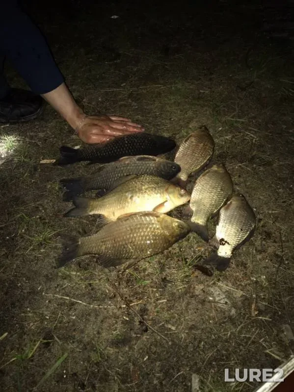 Crucian carp — Matyra, May 17, 2019
