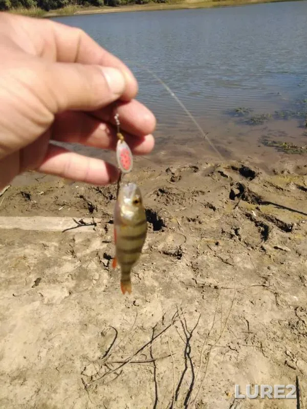 Perch, Pike — Svishnya, May 18, 2019