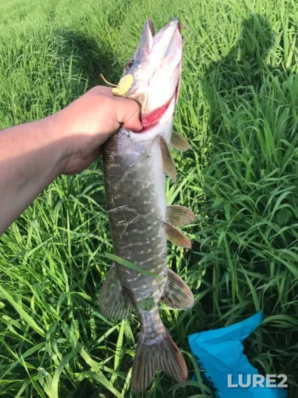 Pike — Don, May 22, 2019