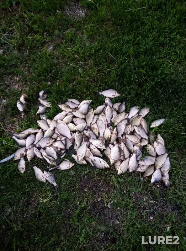 Crucian carp — Lipetskaya oblast, May 23, 2019