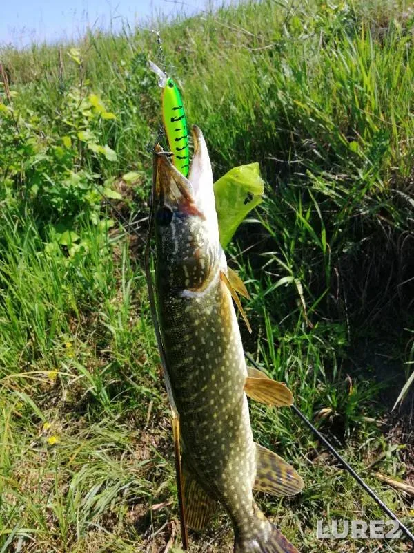 Pike — Voronezh, May 29, 2019