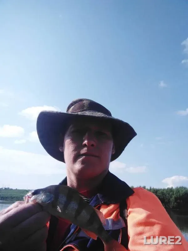 Perch — Bystraya Sosna, Jun 01, 2019
