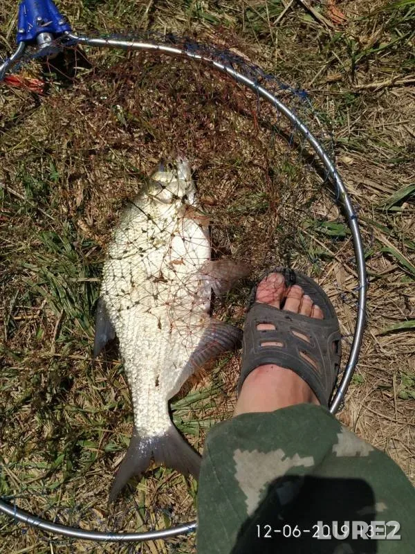Bream, Carp — Sukhaya Rossosh, Jun 13, 2019