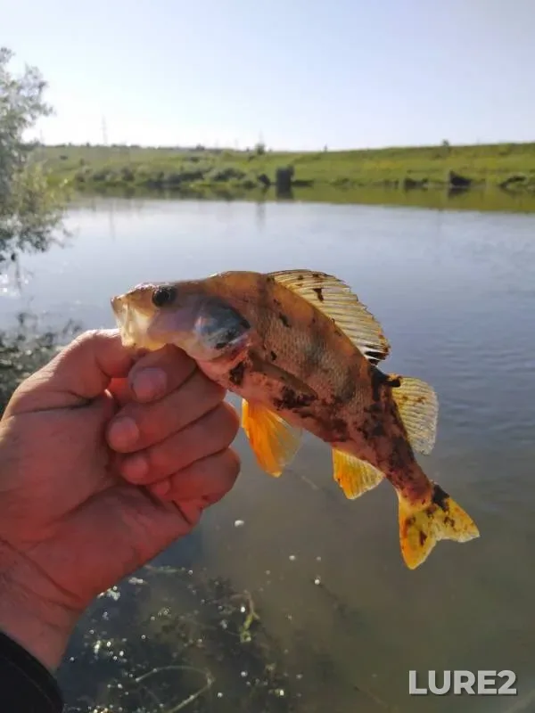 Perch — Bystraya Sosna, Jun 14, 2019