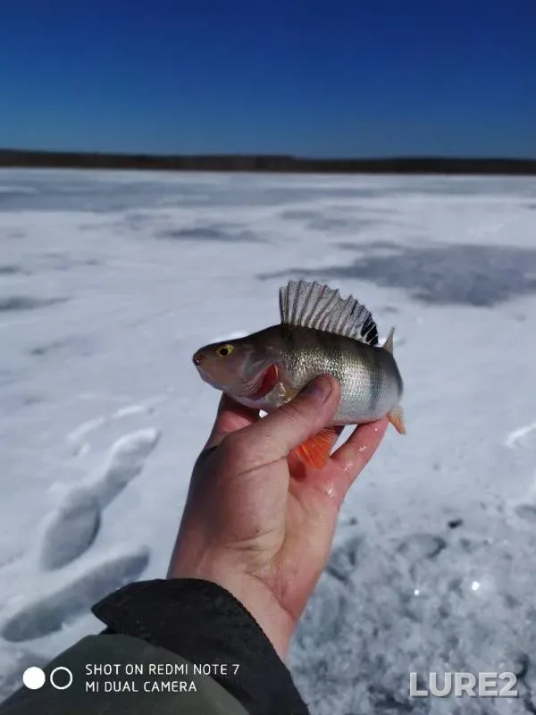 Perch, Roach — Argazinskoye, Apr 19, 2019