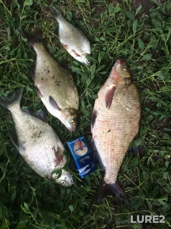 Bream, White bream — Bystraya Sosna, Jun 16, 2019