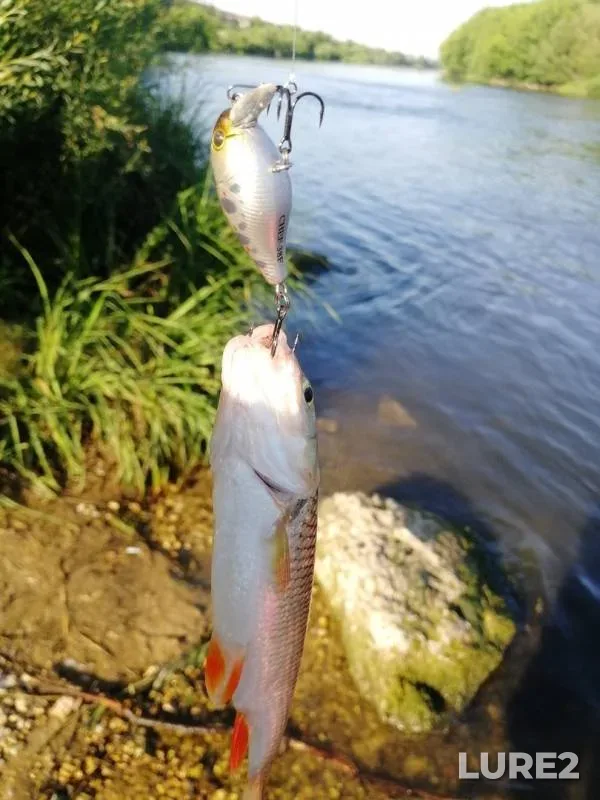 Chub — Bystraya Sosna, Jun 21, 2019