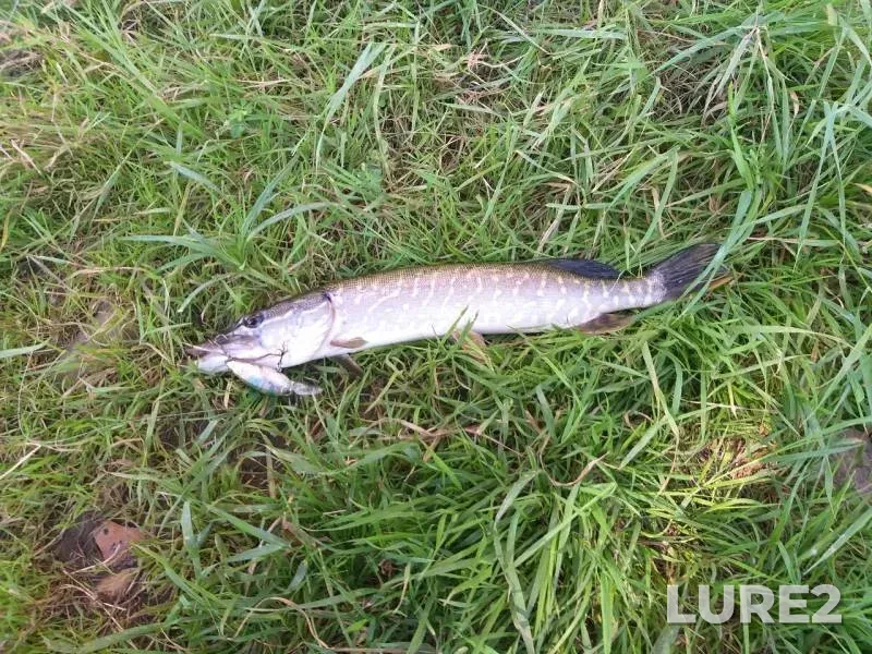 Pike — Bystraya Sosna, Jun 22, 2019