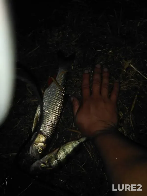 Chub, Perch — Bystraya Sosna, Jun 23, 2019