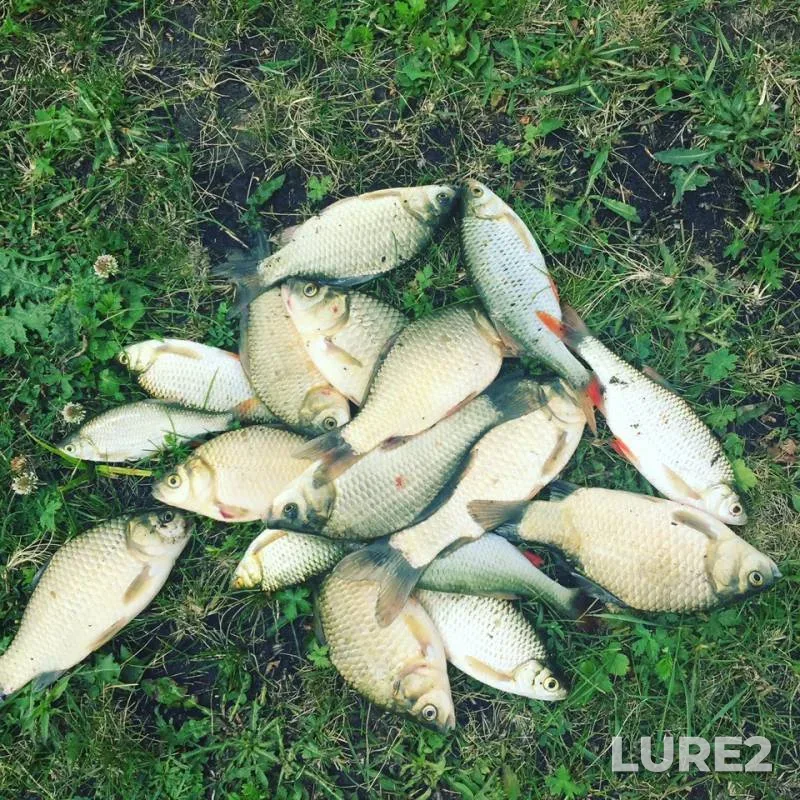 Crucian carp, Pike — Lipetskaya oblast, Jun 26, 2019