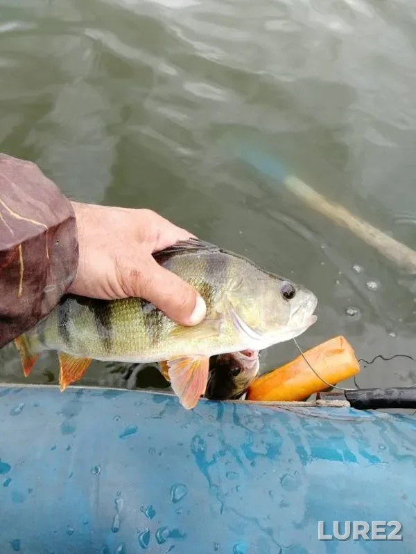 Perch — Krivets, Jun 30, 2019