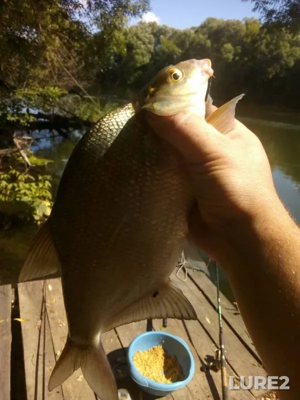 Bream — Don, Jul 07, 2019