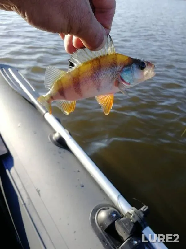 Perch — Sukhoy Semenek, Jul 07, 2019