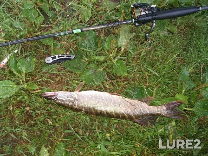 Pike — Bystraya Sosna, Jul 07, 2019