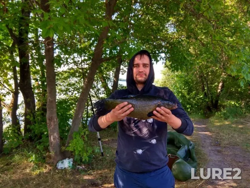 Tench — Voronezh, Jul 10, 2019