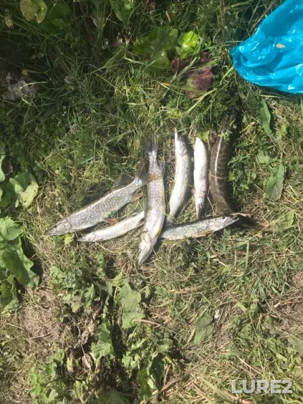 Pike — Vasilyevskiy, Jul 16, 2019