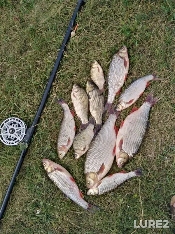 Crucian carp, Ide — Bystraya Sosna, Jul 16, 2019