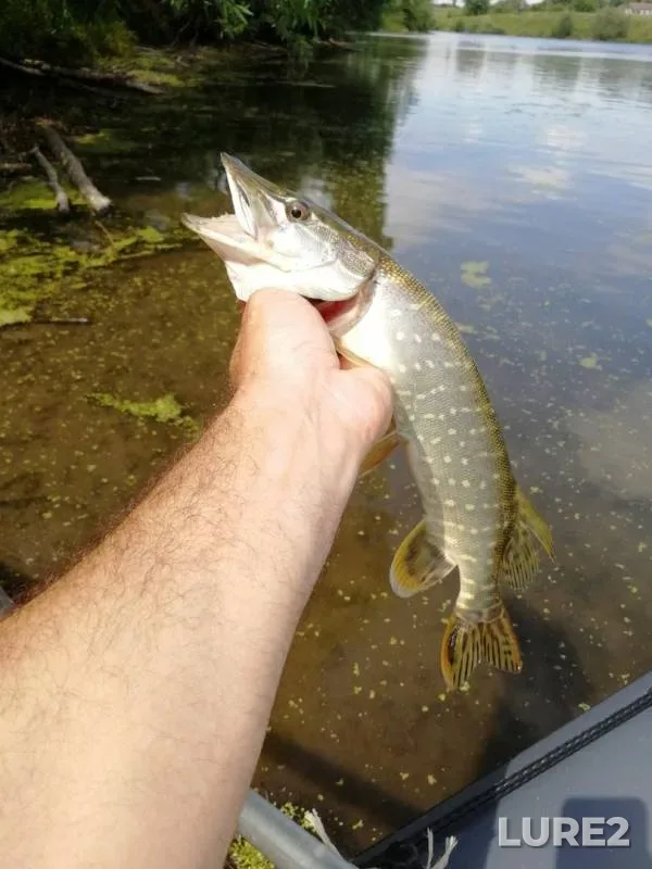 Pike — Olshanets, Jul 19, 2019