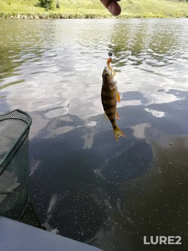 Perch, Tench — Olshanets, Jul 19, 2019