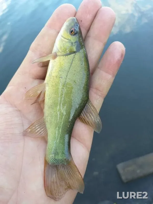 Tench — Olshanets, Jul 20, 2019