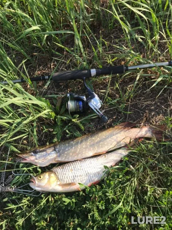 Chub, Pike — Snova, Jul 20, 2019