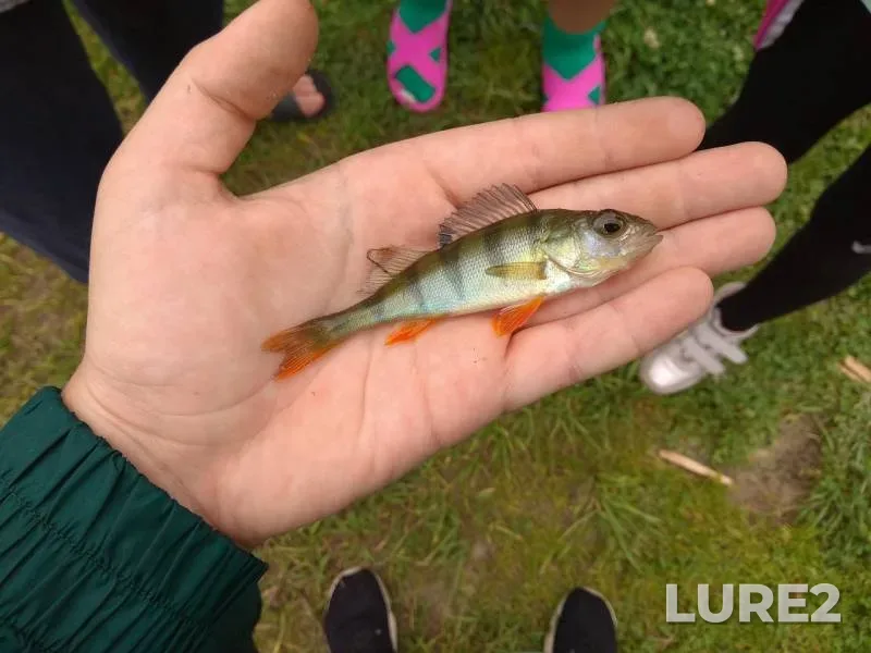 Perch — Voronezh, Jul 24, 2019