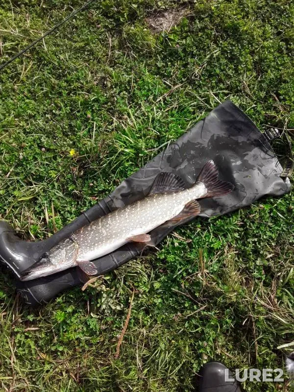 Pike — Bystraya Sosna, Aug 03, 2019